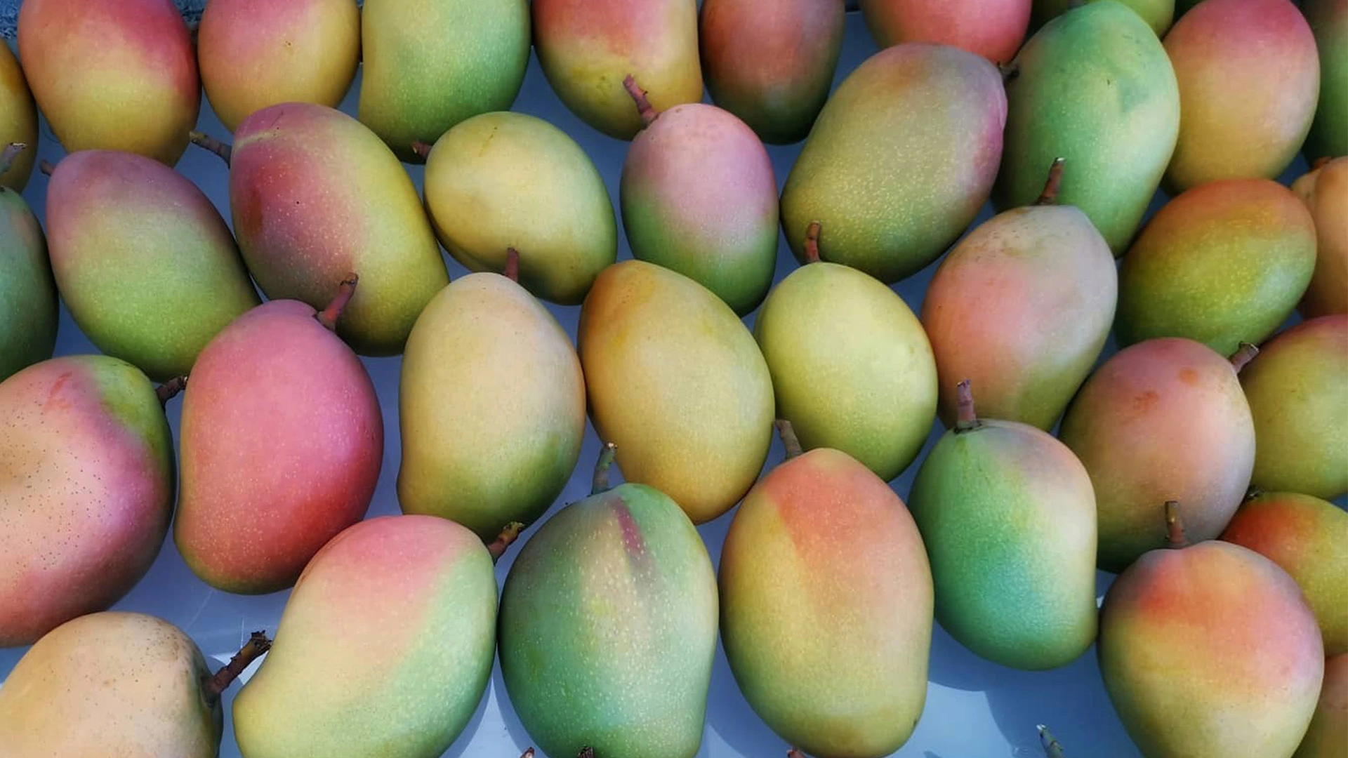 Mangoes 1Kg
